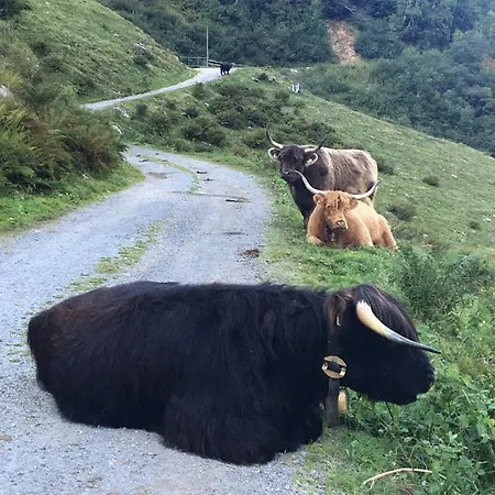 招待所 Haus Gollas 3*