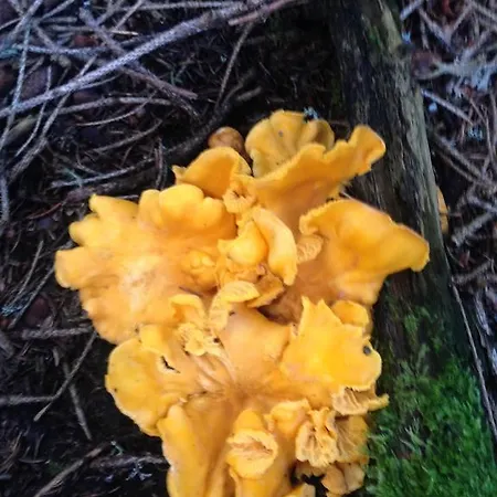 Haus Gollas 圣安东阿尔贝格