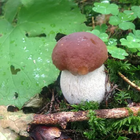 招待所 Haus Gollas